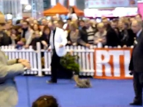 CHAMPION CERRUTY DU PUY DORE CONCOURS AGRICOLE 2012 PROPRIETAIRE ELEVAGE DE LA MAGNITUDE D'ALTAÏR