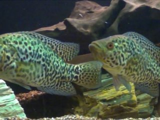 2012-03-04 - Jaguar Cichlid