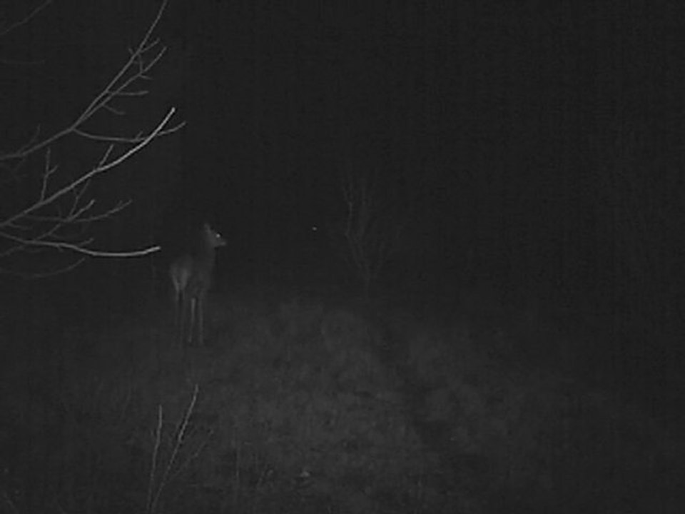 Cerfs et biches dans la jachère 2-03-2012 (2)