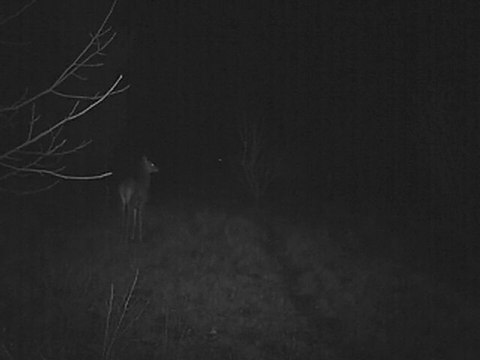 Cerfs et biches dans la jachère 2-03-2012 (2)