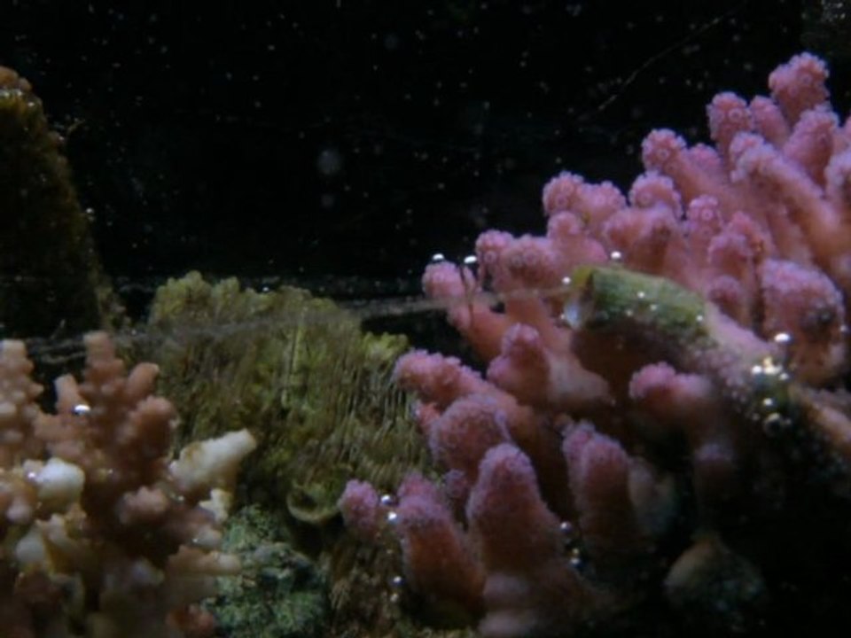 ver .... dans stylopora