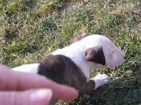 Chiots Latine & Merlin 7 semaines