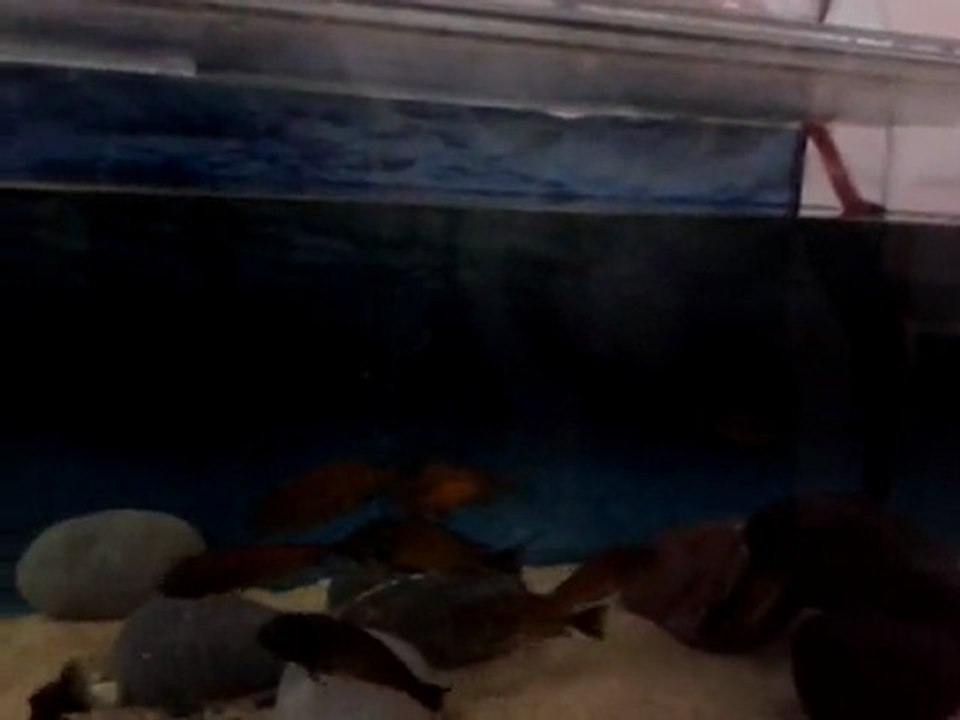 tropheus