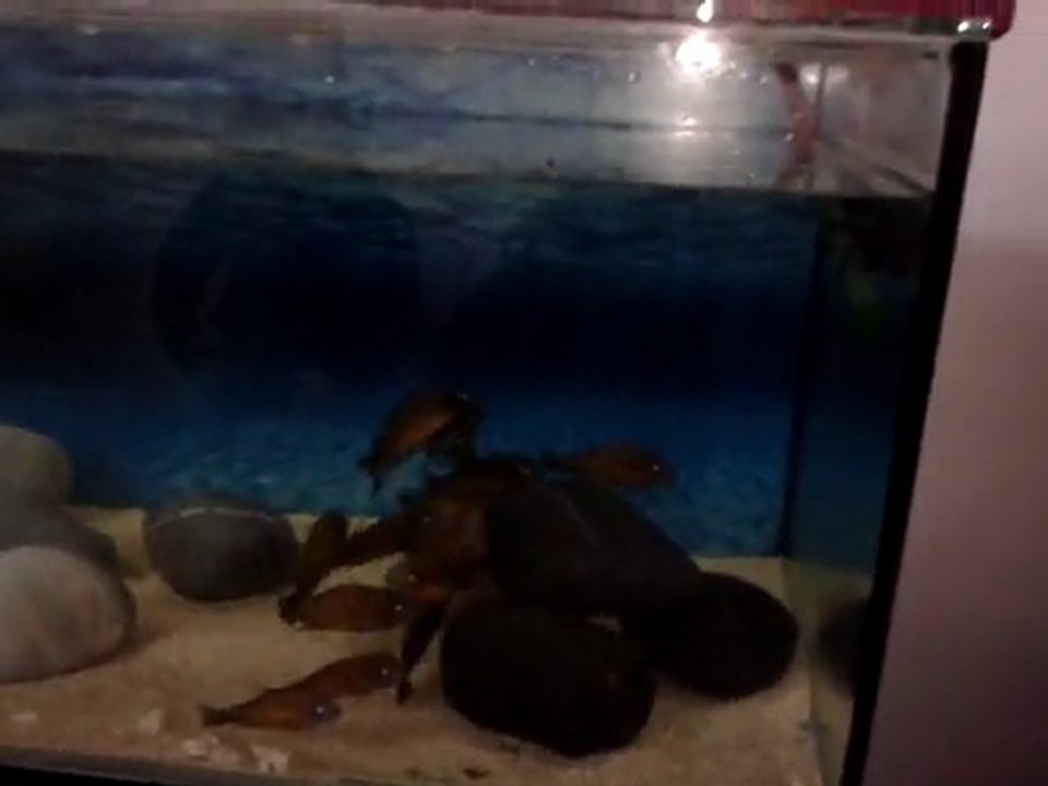 tropheus
