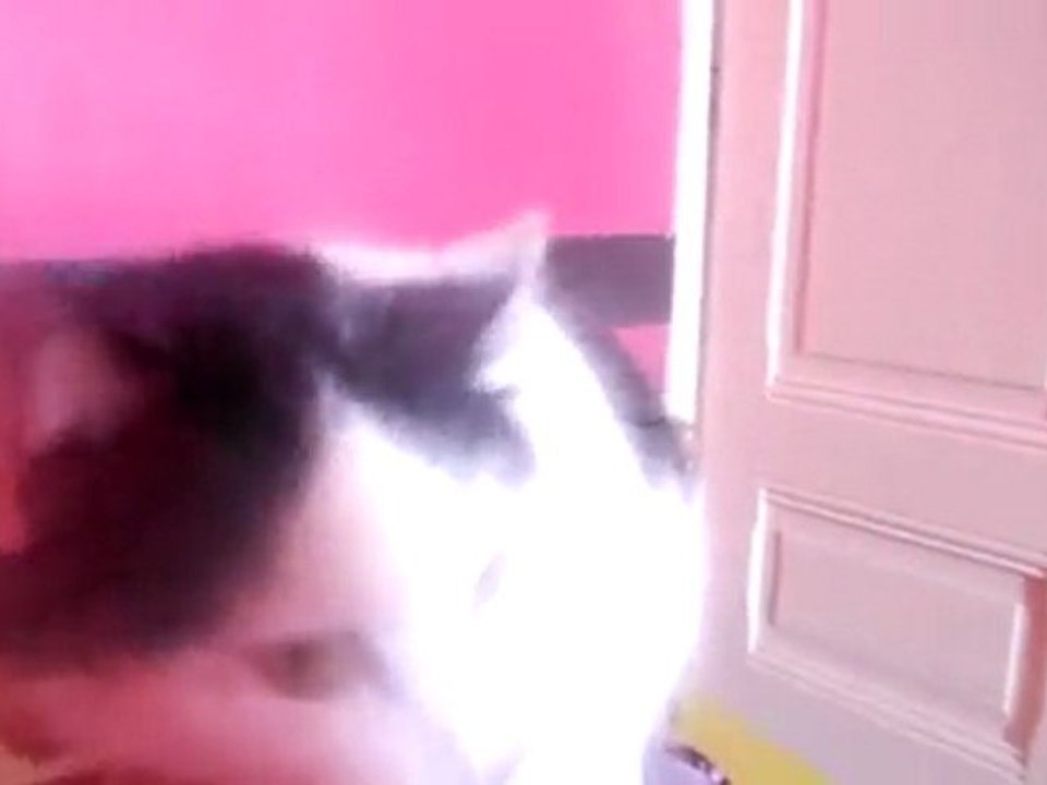 goldo le chat qui ronronne