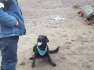 Overly Excited Dog