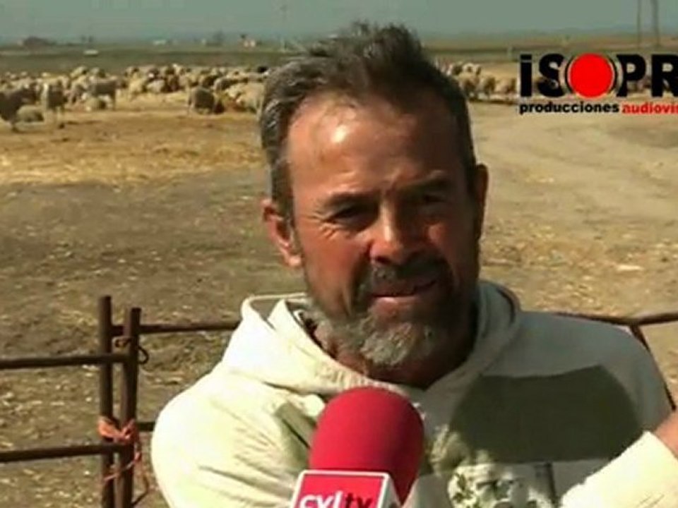 Lobos y ovejas