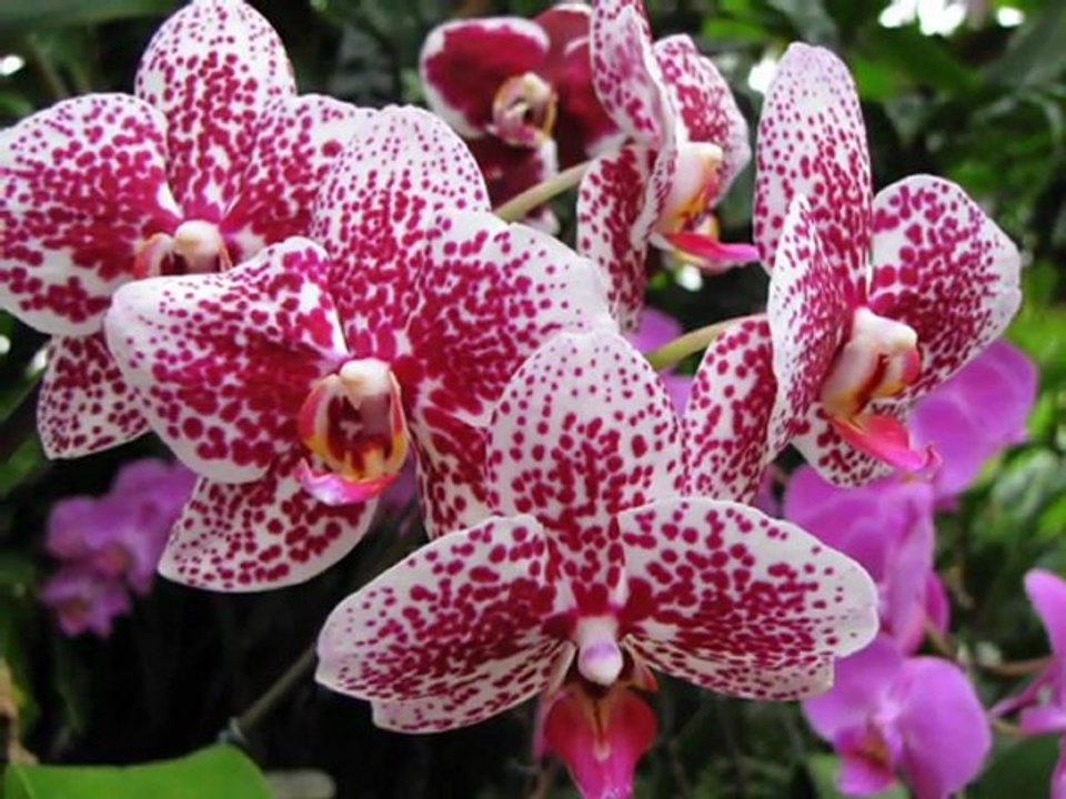 Orchideen Herrenhäuser Gärten