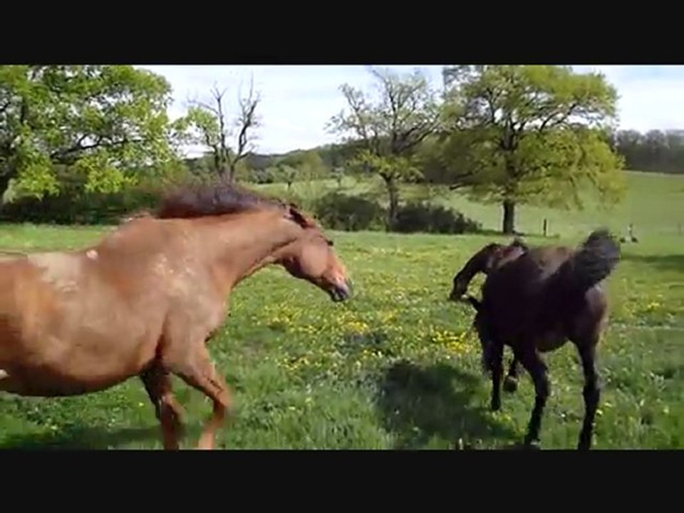 Juments mise au pre 2010