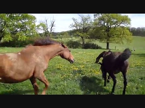 Juments mise au pre 2010