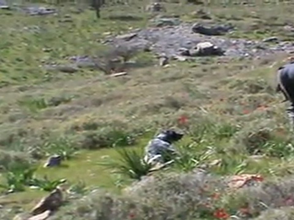 kargocunun LEON sülüne ferması ve atış