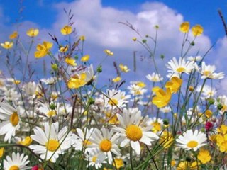 Ibrahim Jibreen - Surat Al-Buruj