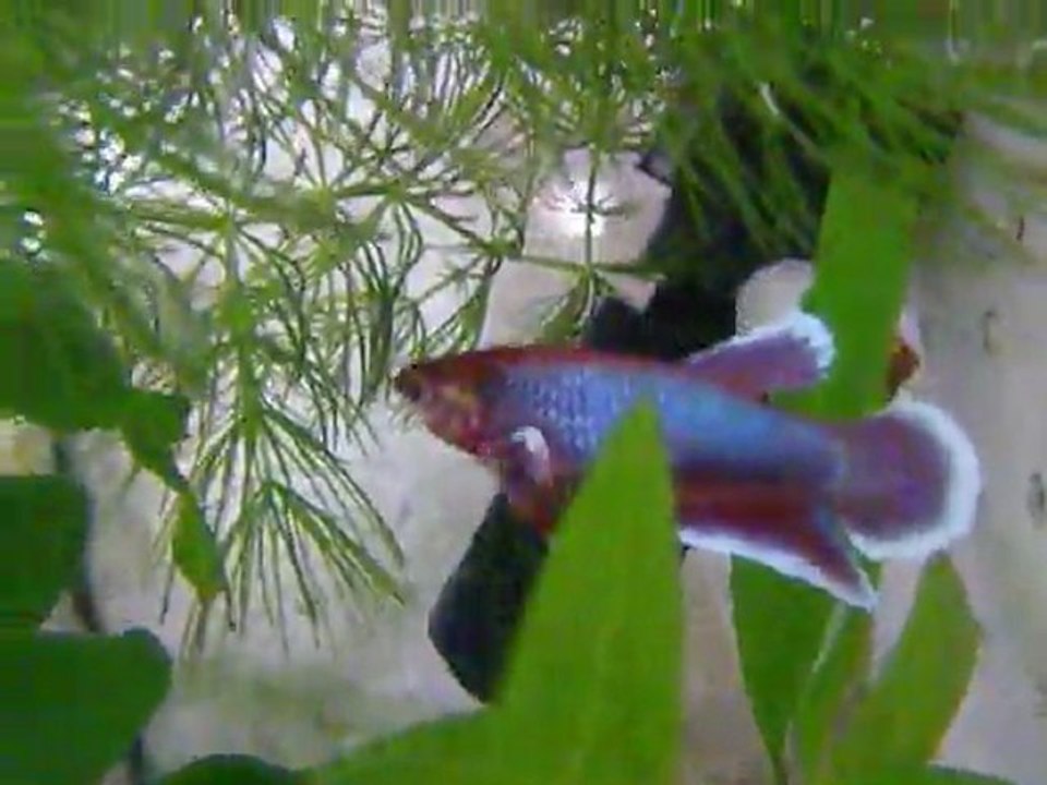 Bamboo ma petite salamander née le 26/07/11