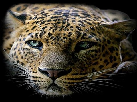 Les félins(lions tigres léopards etc)