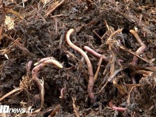 Cléry-en-Vexin : Le lombricompost attire les curieux
