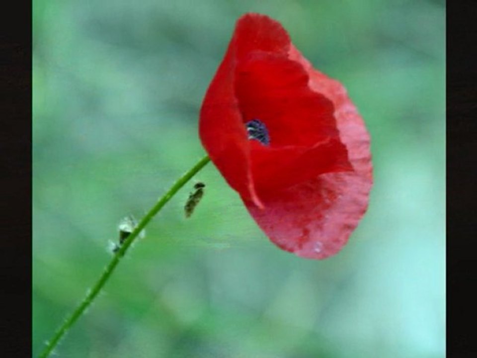 "yalnızlık yolcusu" edward aris