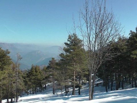 Promenades pour chiens Nice