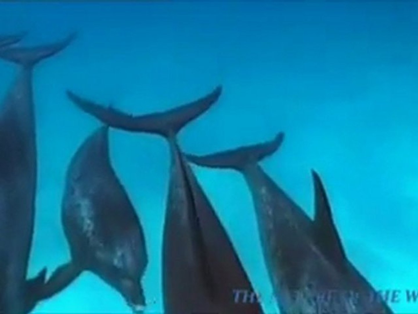 dolphins   Erkan TORUN
