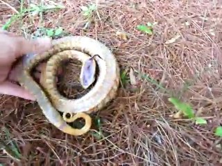 Snake Dead Simulation