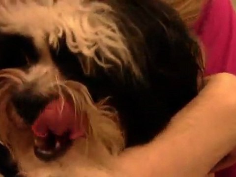 Cuddles and Tai (Bichon Frise and Shih Tzu puppies) in Sarasota, FL