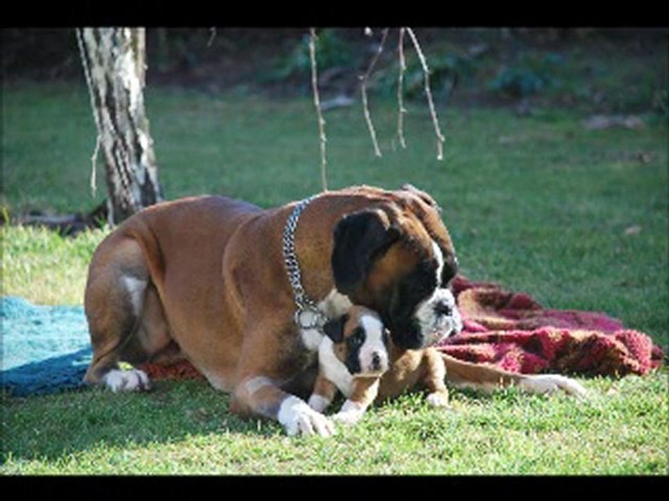 Portée Dhira et Ulkan trois semaines après