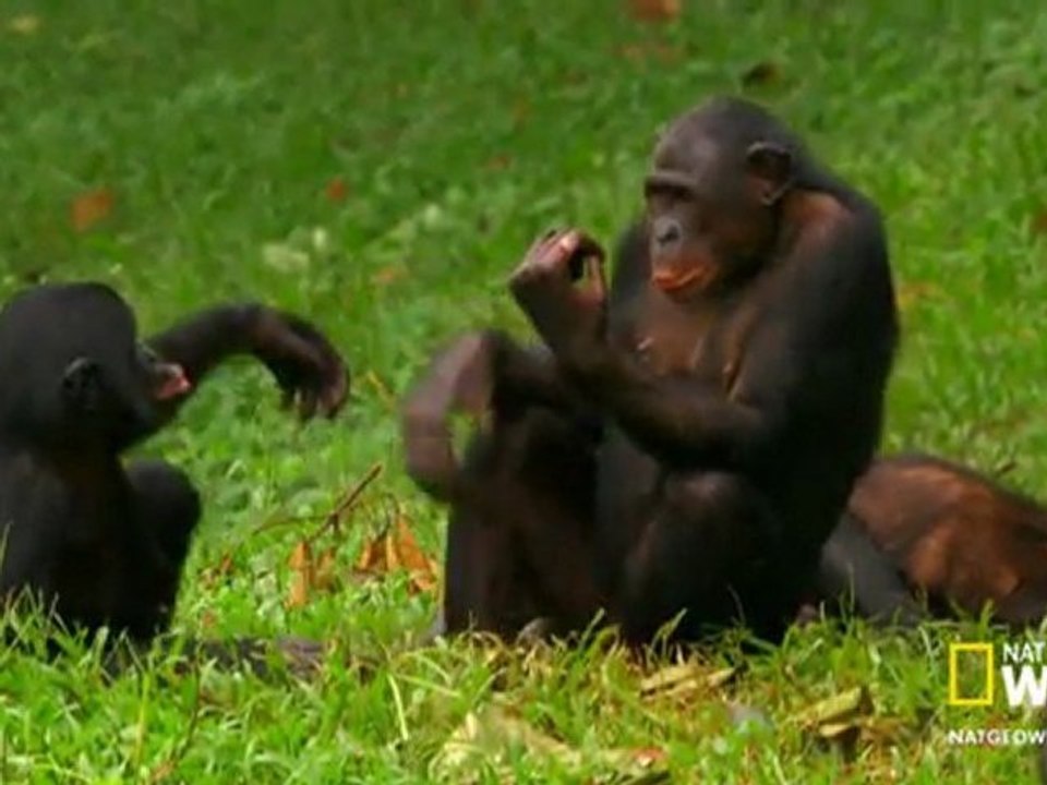 Wild Wives of Africa - Bonobo Love