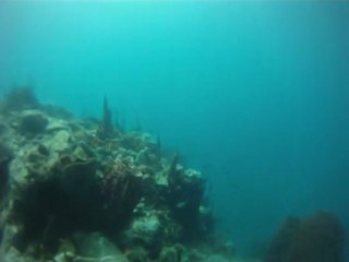 Snorkeling île de la Dominique