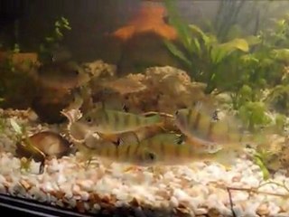 brochet chasse beau gougeon + perche 02_03_2012