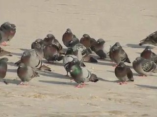 Pigeons and Seagulls