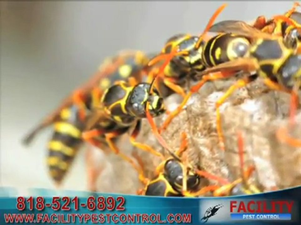 Pest Control Northridge