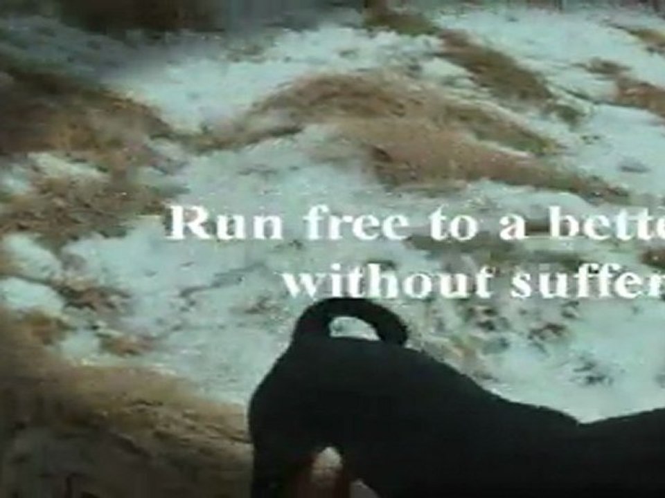 Síðasti dagur DaDaDan´s ensk