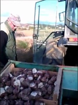 pomme de terre+topinambours plantation