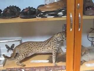 tahta kuşlar müzesi karetta karetta