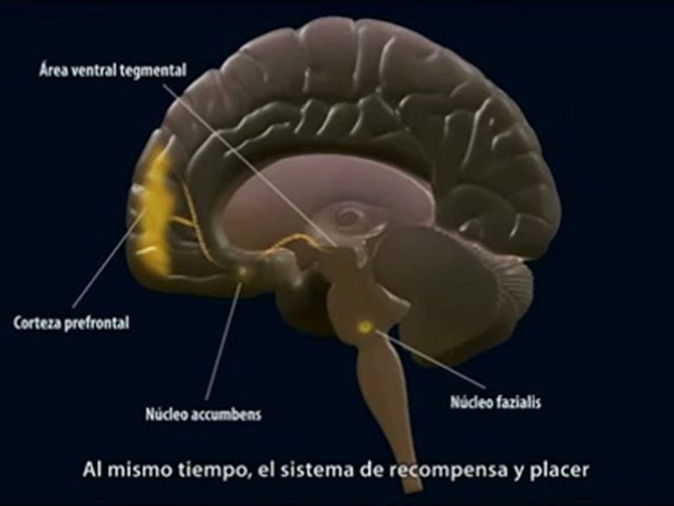 El cerebro feliz : Neurociencia de la risa (CUN)