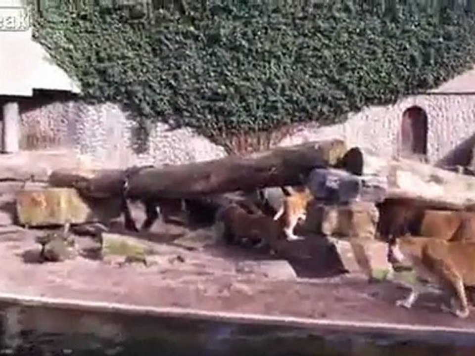 Aslanların Kuş Avı www.belgeselizle.org