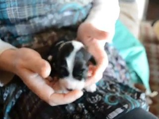 femelle terrier tibétaine (n°3) 12 jours