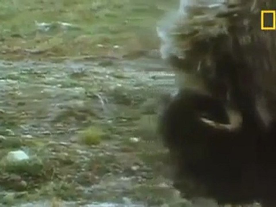 Misk Öküzleri ve Kurtlar