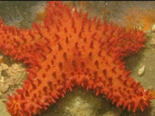 Marine biologist finds three rare species of starfish