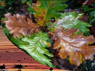 Antonio   Vivaldi   Autunno