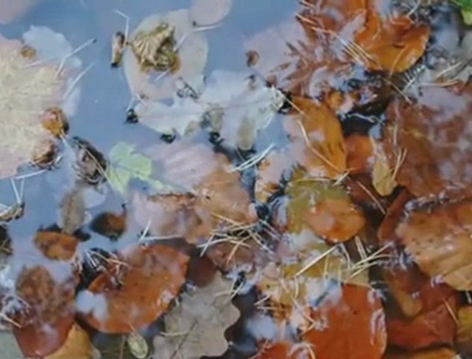 Sibel CAN    "SEN GELMEZ OLDUN"