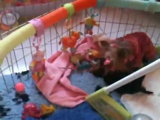 ASTER DE FRANCE D'IELA ET G'JINGLE BELLS DE LA MAGNITUDE D'ALTAÏR, SON PETIT DERNIER