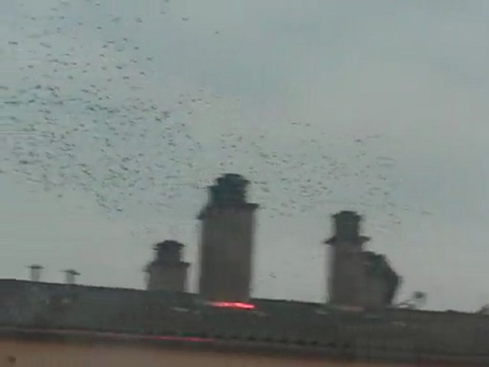 oiseaux