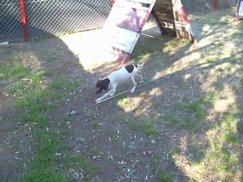 SATILIK İNGİLİZ KESME KARA KAFA POİNTER YAVRULARI MUĞLA