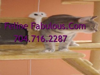 Pet Boarding Prices Charlotte | Feline Fabulous