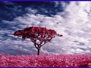 Bugün de ölmedim anne - Denizhan ALKAN