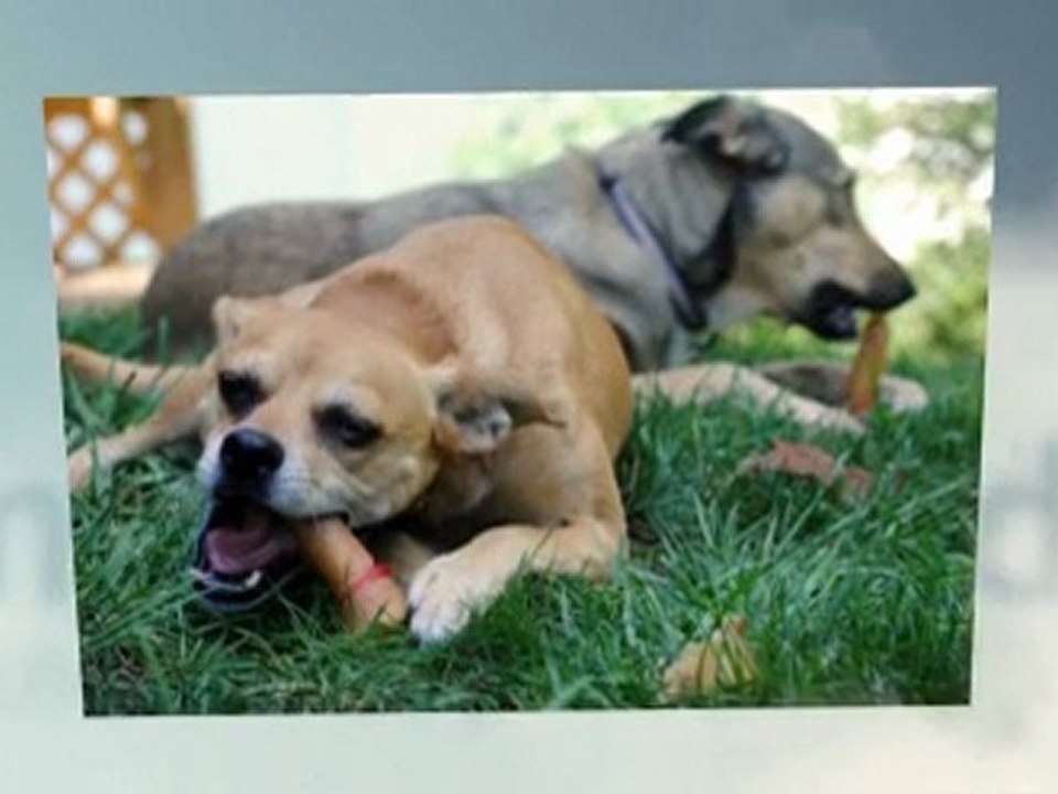 Keeping Your Dog Healthy With Dog Food Supplements & Other Products