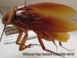 Cockroaches in Las Vegas, Pest Control Nevada 702-525-4540