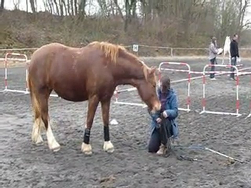 2012-03-11 Equifeel Sylvie licol