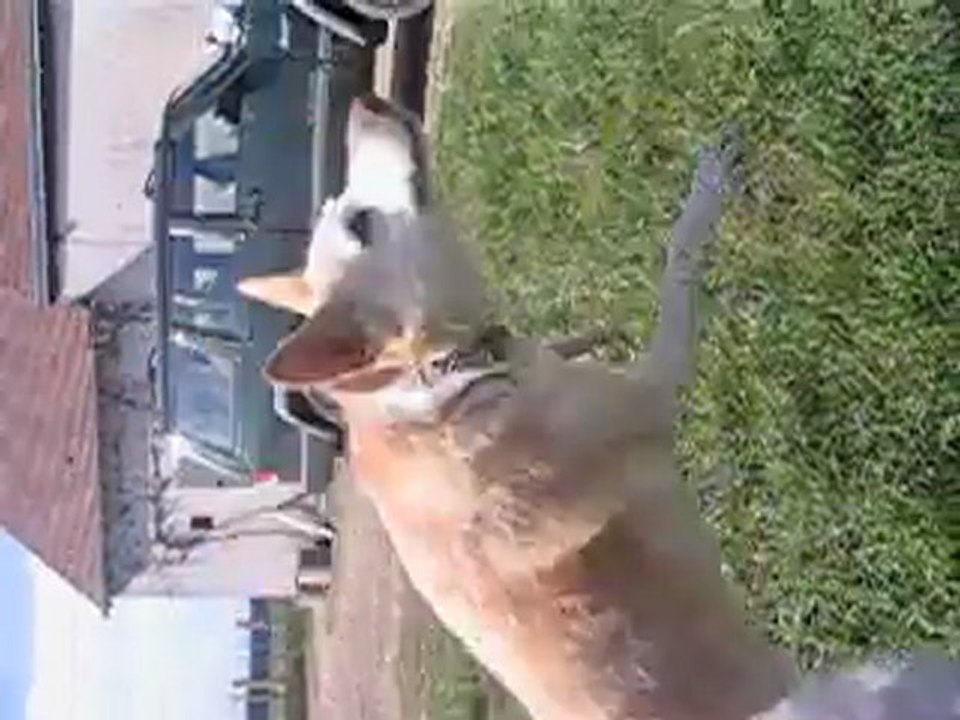 marius raphael et les chiens 033