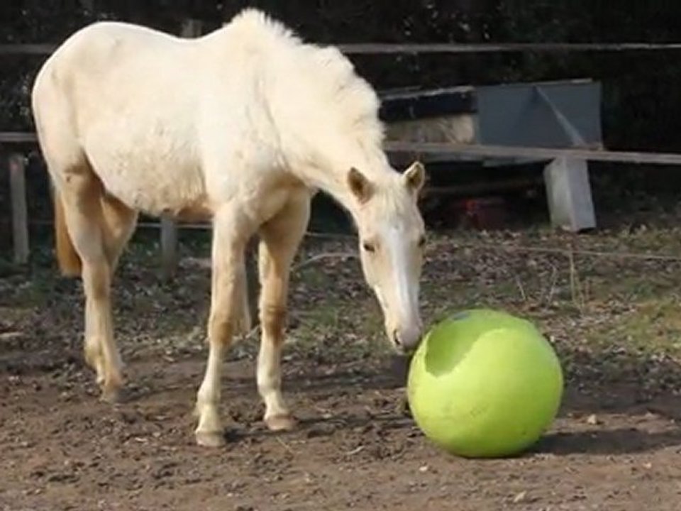 Ana ballon